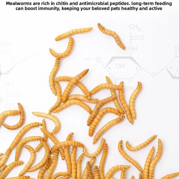 New Kind Fish Feed Made of Eco Fresh Mealworm photo-4