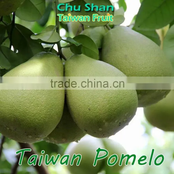 Fresh Pomelo Exporter From Taiwan