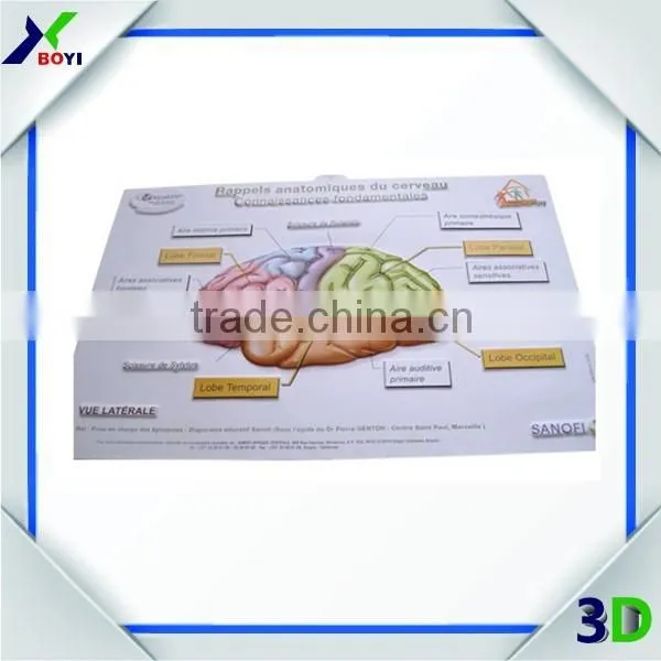 Medical Poster 3D Brain Anatomical Chart/ 3D Embossed Medical Poster photo-2