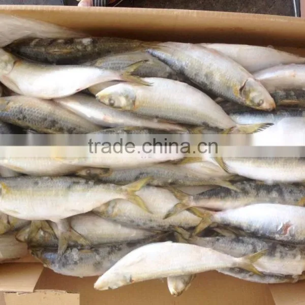 60-70g Pacific Mackerel Bait photo-2