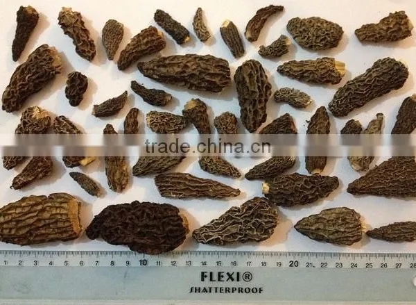 Cultivated Morel Mushroom/dried Morel/black Morchella Conica photo-5