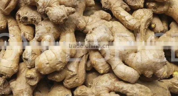 Dried Ginger photo-3