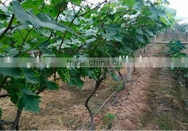 Drip Irrigation Pipe Price photo-5