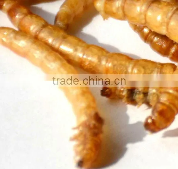 High Quality Pet Food Mealworms, Animal Feed Dry Mealworm photo-3