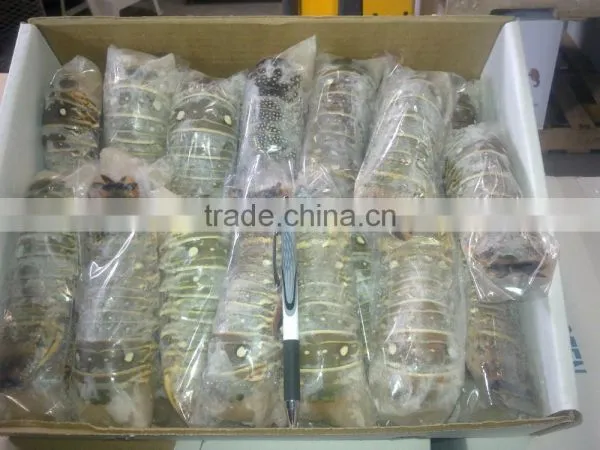 Spiny Lobster Tails (p Argus) photo-2