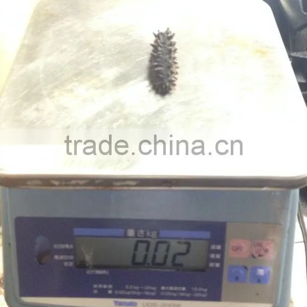 Dried Sea Cucumber/ Dried Salted Sea Cucumeber photo-6