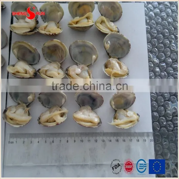 Vacuum -packed Short Necked Clam in Shell photo-5