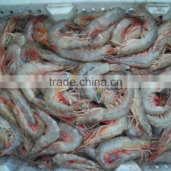 HL002 Frozen Pud Sea Catch Shrimp From China photo-5