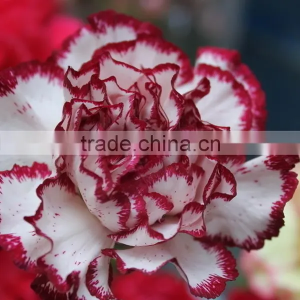 New Olympic Carnation Flowers for Mothers Day photo-4