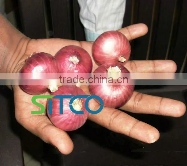 Fresh Golti Onion photo-2