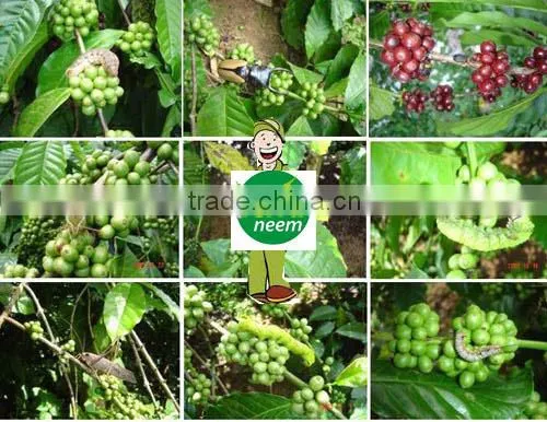 Organic Fertilizer-Neem Cake photo-2