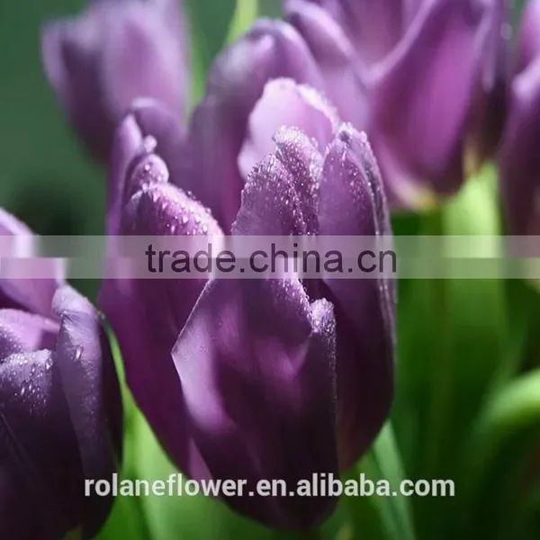 Best Selling Women's Day Gift Mulberry Tulip Fresh Cut Flowers photo-3