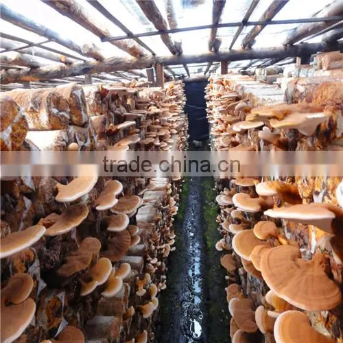 Hot Sale GMP Reishi Mushroom Extract photo-6