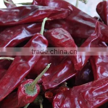 Red Chili photo-5