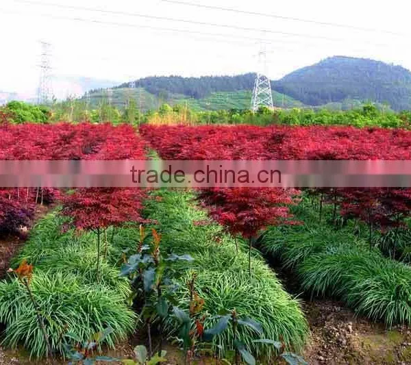 Acer Rubrum /Chinese Maple /Acerpalmatum/Japanese Maple Tree Seeds for Planting photo-4