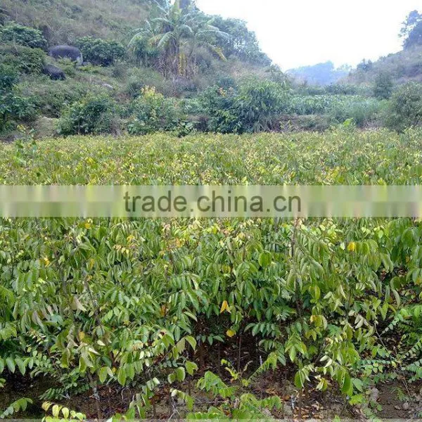Averrhoa Carambola Tree Seedling photo-3