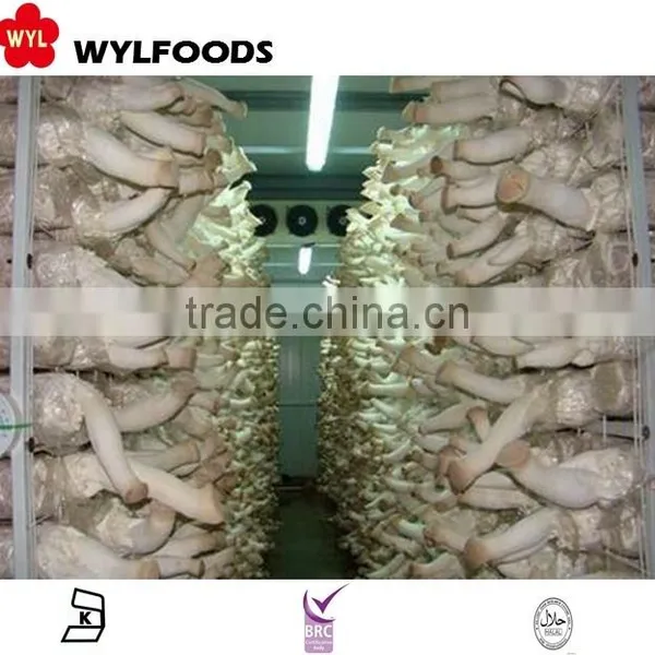 Mushroom Frozen IQF Pleurotus Eryngii 2015 High Quality photo-4
