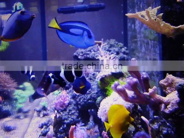 ESUN Polycaprolactone (polymorph)for Coral Reef Frag Glue Application in Aquarium photo-6