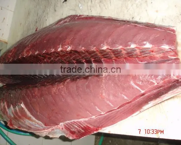 Thunnus Albacares photo-4