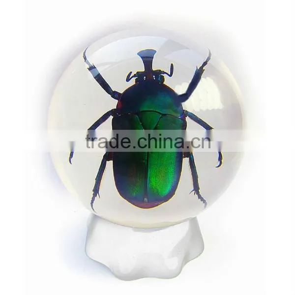6.0 cm Real Resin Acrylic Marble Ball With Bugs photo-6
