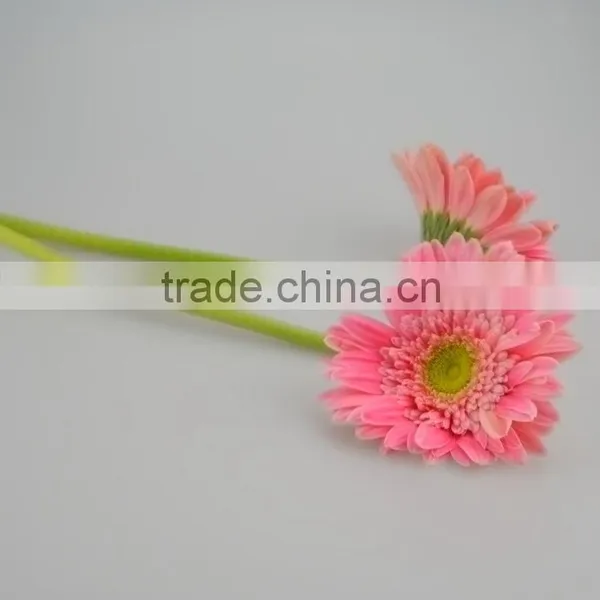 Fashionable Honey Fresh Cut Gerbera Flower photo-6