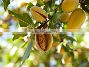 Almond Kernels as Like California Almonds