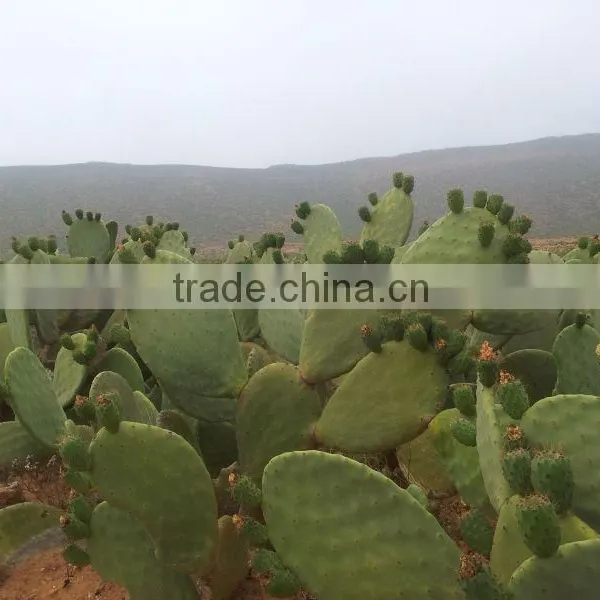 Prickly Pear Seed Oil