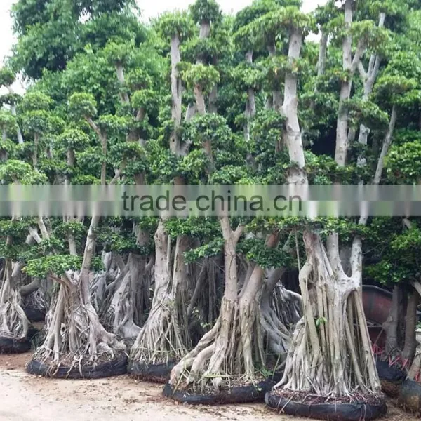 Woody Plants Big Banyan Tree for Garden Decoration photo-6