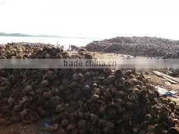 COCONUT SHELL FOR MAKE ACTIVATED CARBON photo-2