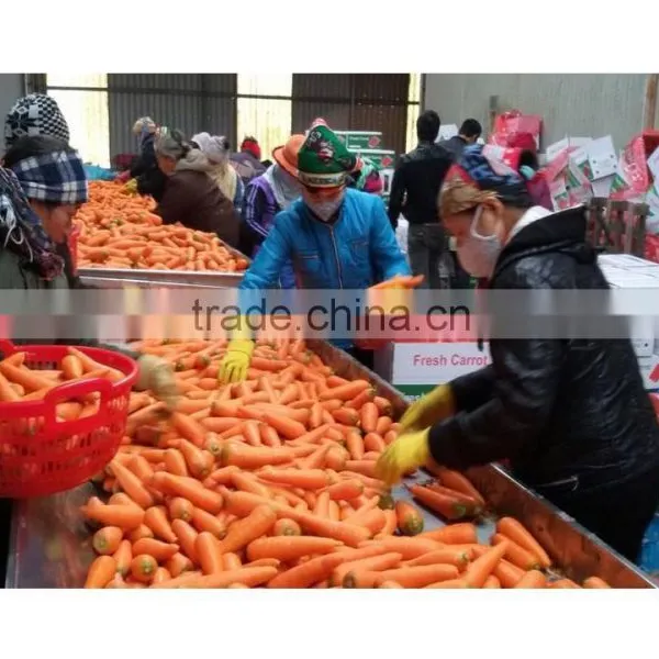HKVIMEX'S Professional Supplier Bulk Fresh Carrots photo-4