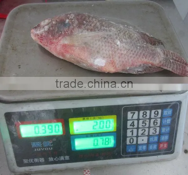 Best Fresh Fish Good Packing Frozen Whole Tilapia