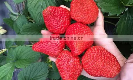 BIG SIZE FRESH STRAWBERRY photo-2