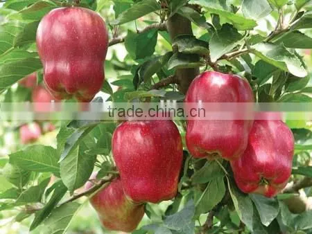 Dark Red Huaniu Apple photo-4
