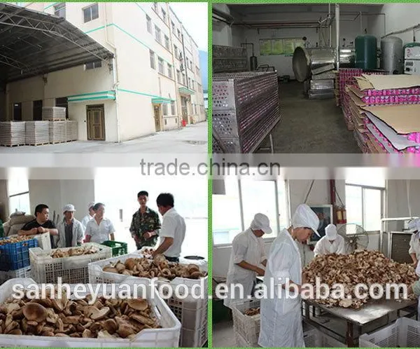 Good Quality Canned Shiitake Mushroom photo-4