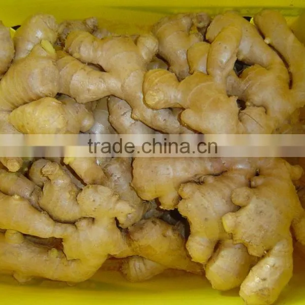 Fresh Air Dried Ginger of Shandong photo-6