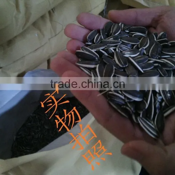 Promotion Striped Sunflower Seeds With Competitive Price photo-4