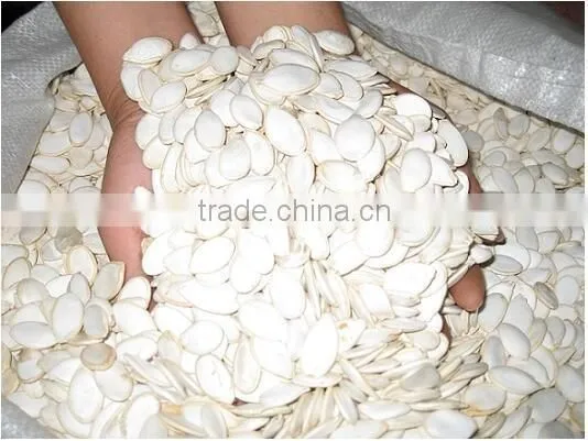 Snow White Pumpkin Seeds 9-14CM, 11-13MM photo-2