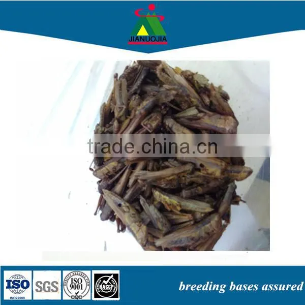 Fish Food Fresh Frozen Insect Grasshopper