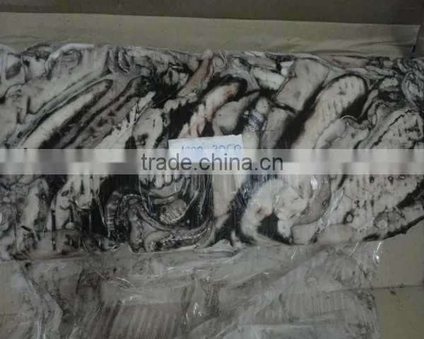 Frozen Cuttlefish photo-3