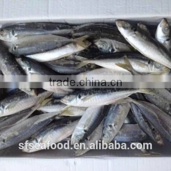 Seafood Frozen Horse Mackerel photo-3
