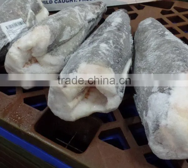 Patagonian Toothfish photo-3