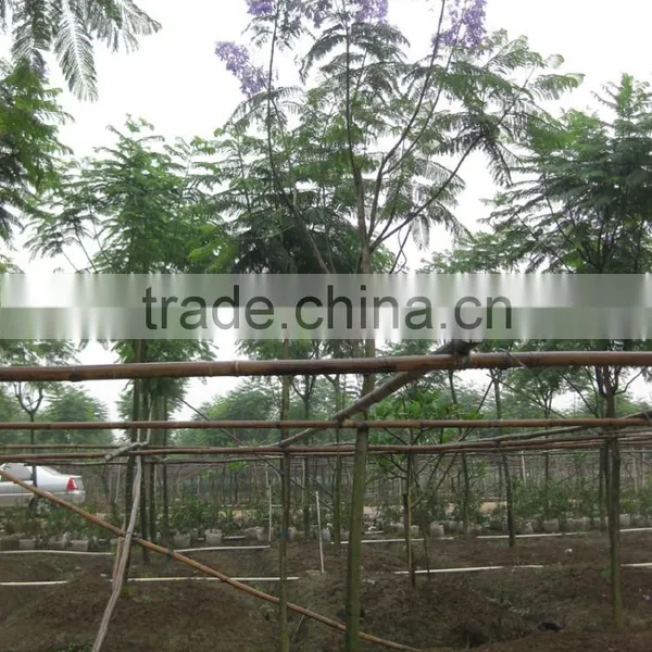 Jacaranda Acutifolia for Tropical Area photo-2