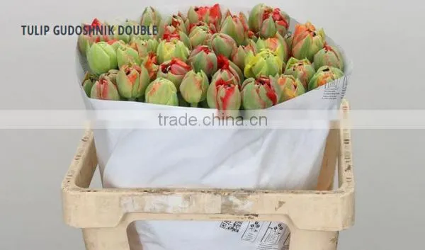 TULIP GUDOSHNIK DOUBLE