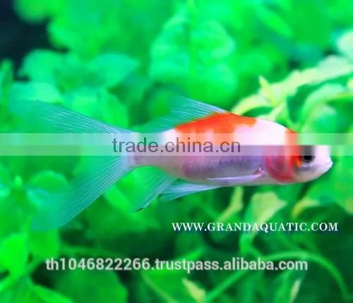 Comet Fish Farm For Sale and Export photo-5