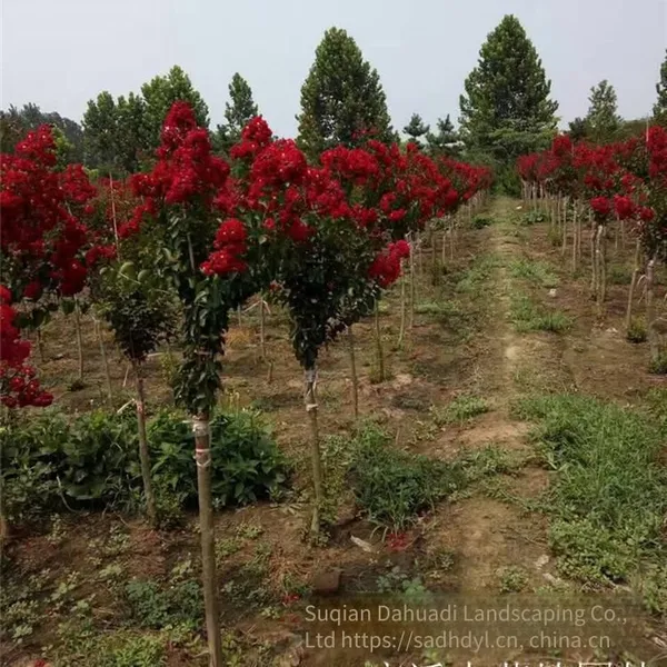 Price of Lagerstroemia Indica Seedlings, Price of Crape Myrtle Seedlings