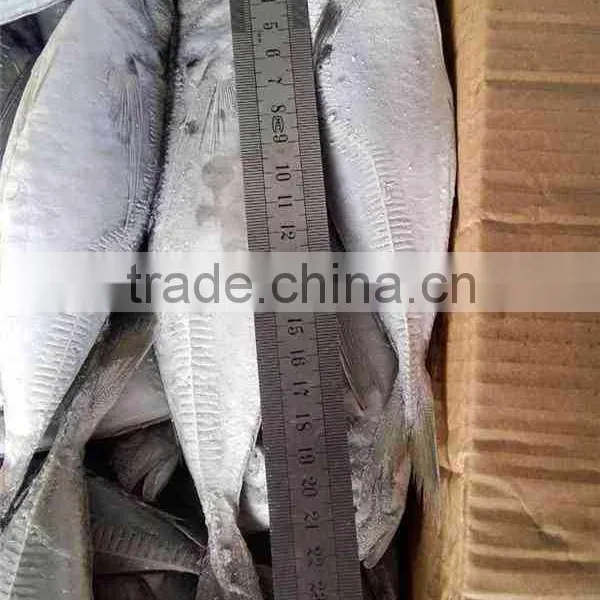 Seafrozen BQF 100-150g Horse Mackerel photo-2