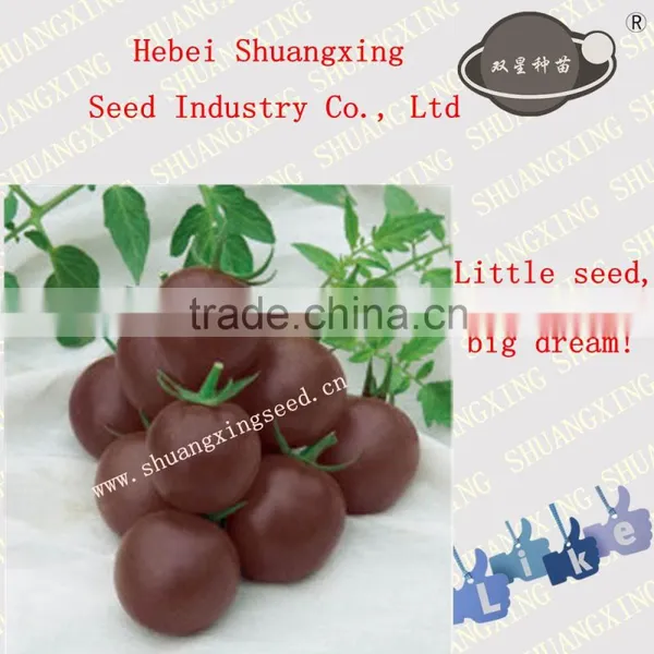 Quliaty Cherry Black Tomato Seeds for Growing