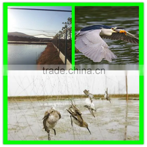 Light Weight Extruded New Hdpe Bird Netting Fruits Tree Covering Trellis Mesh photo-6