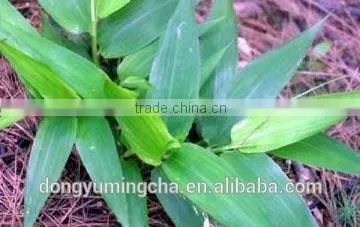 Bamboo Leaf Extract