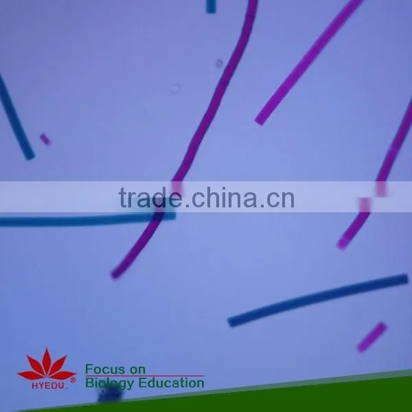 School Student Study Laboratory Botany Prepared Microslides Algae Individual Microscope Prepared Slide photo-3